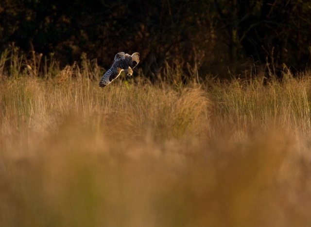 Short-eared Owl