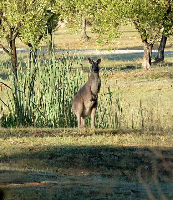 Kangaroos at Cam Way (15) VB.JPG