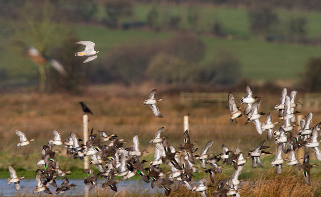 Peregrine falcon hunting teal ducks