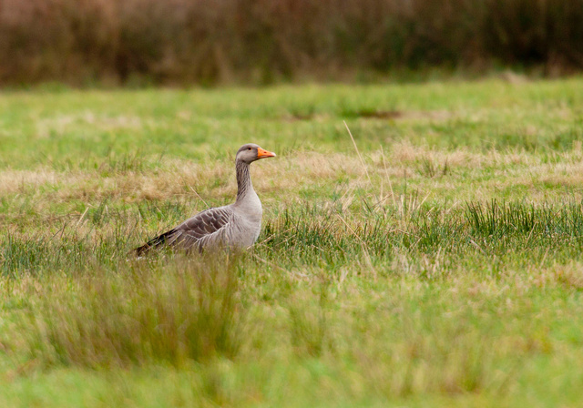 Grauwe gans