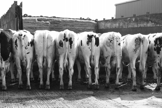 Holstein Friesian Cows, Bosley Mill Farm, Gloucestershire