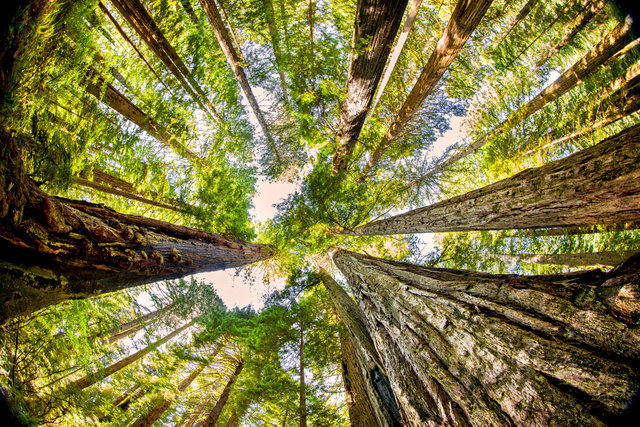 redwoods.jpg
