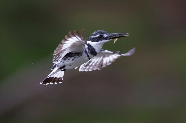 Pied kingfisher