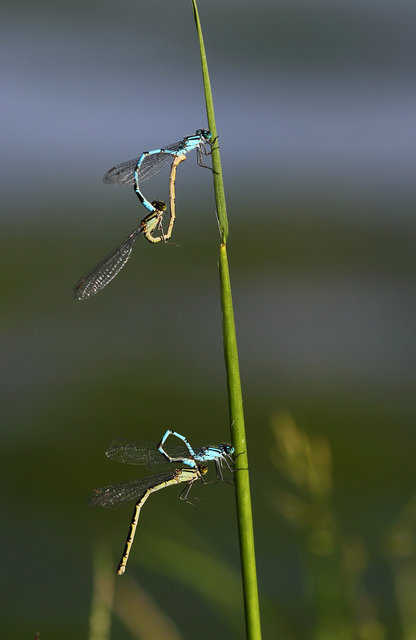 Common blue damselflies