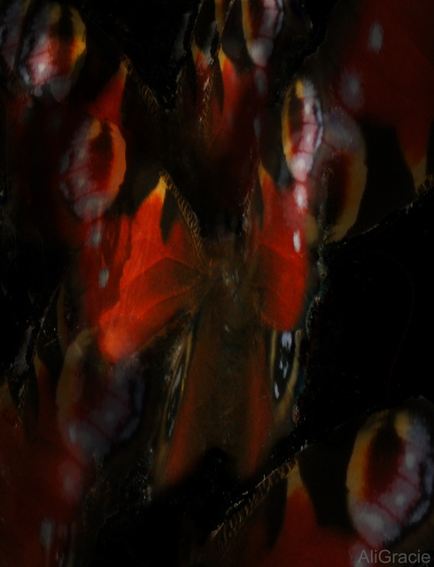 Butterflies in the Dark by Ali Gracie