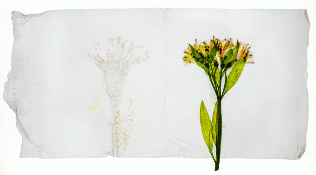 alstroemeria