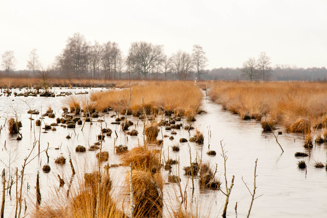 Afgegraven hoogveen