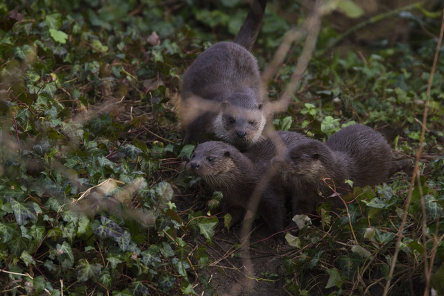 Female otter and two cubs