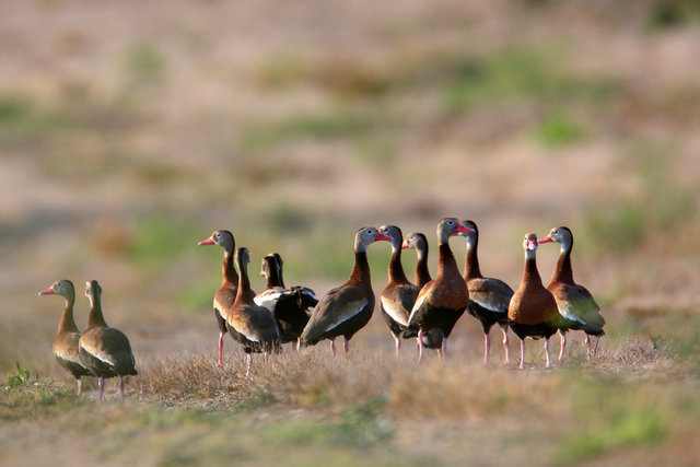 Black-bellied Whistling-Duck, April, southern Texas