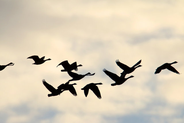 Canada Geese, February, southern Ohio