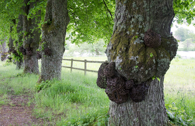 Installation from wood and rattan on the trees of the alley in Nääs, Sweden. 2015