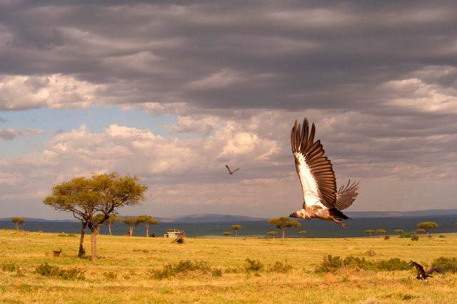 Vulture, Masai Mara, Kenya