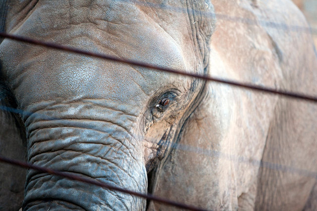 African elephant (Loxodonta africana).