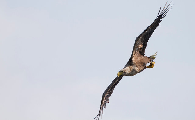 White-tailed Sea Eagle