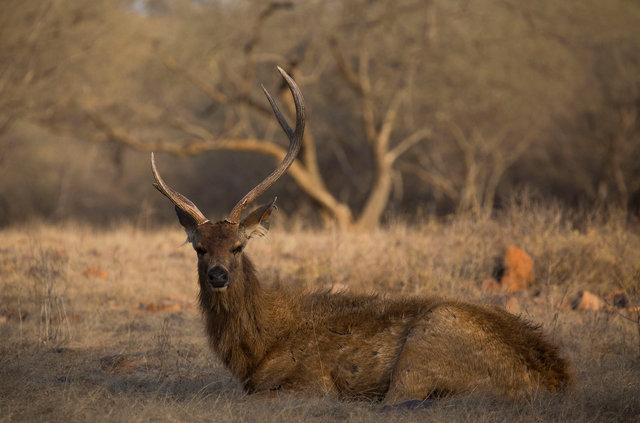 Sambar Deer