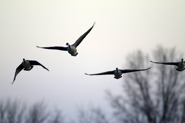 Canada Geese, February, southern Ohio