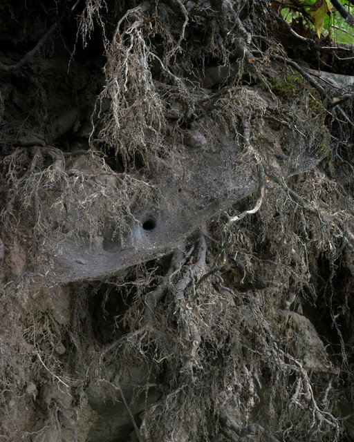 spiderden.jpg