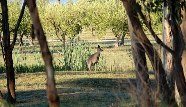 Kangaroos at Cam Way (14) VB.JPG