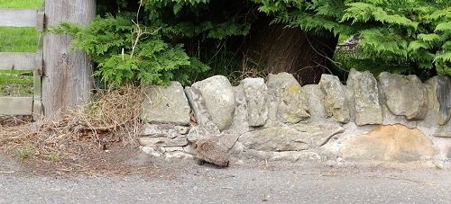 Hedgehog in Daylight by Alison Gracie