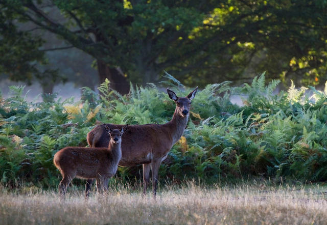 Red Deer Hind and Calf