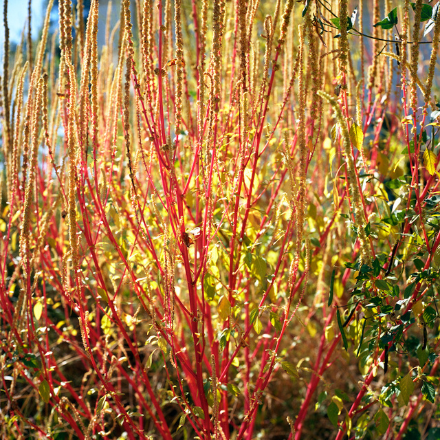 Red stalks in sun