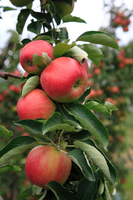 limburg - fruitbomen