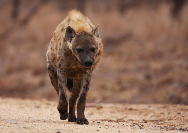 Hyena