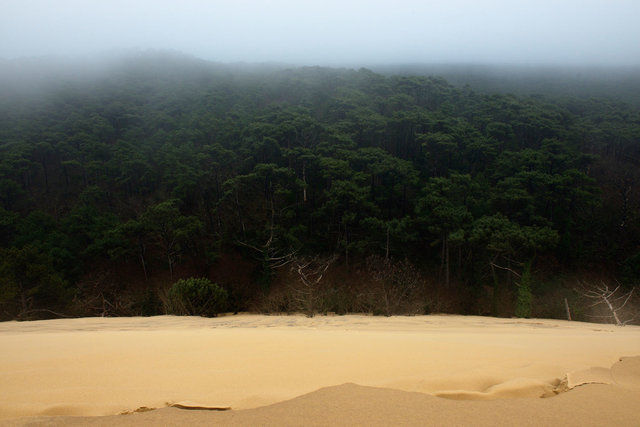 Forêt des Landes 1