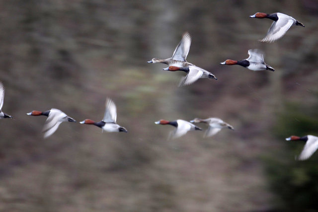 A flock of Redhead Ducks, spring, southern Ohio. 