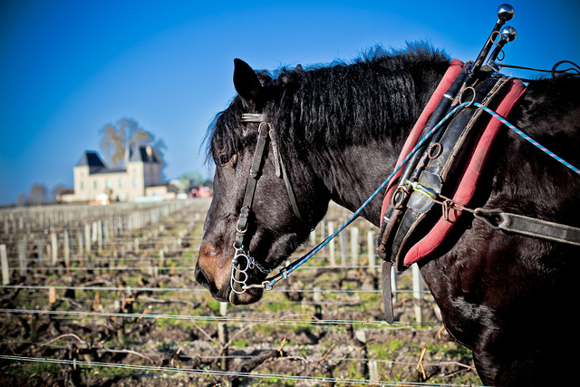 Margaux38 © Laurent Gazal.jpg
