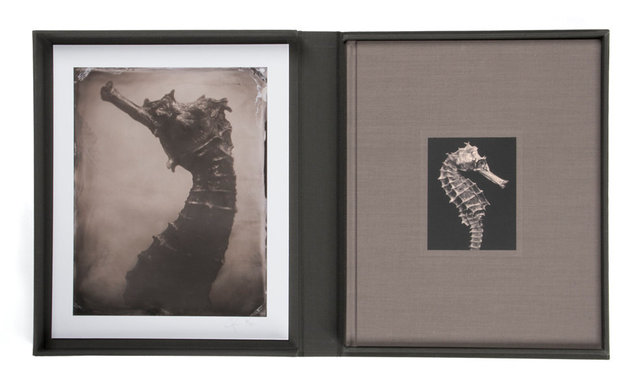 Limited Edition with Collector's Box & Print, Hippocampus #2