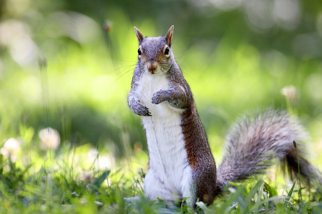 Eastern Gray Squirrel, Ohio
