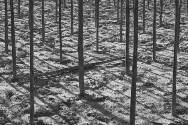 Bohnenstangenschatten