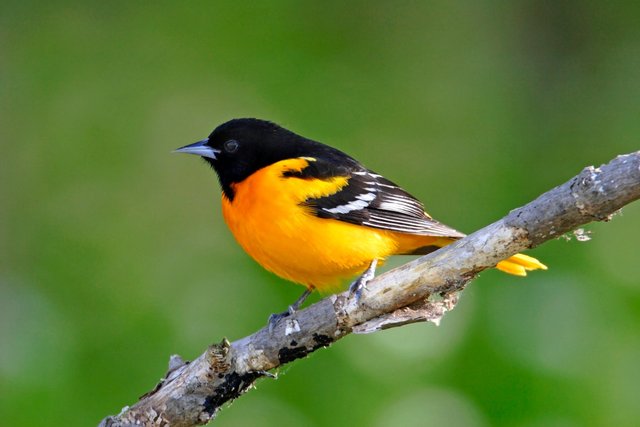 Baltimore Oriole, Ohio