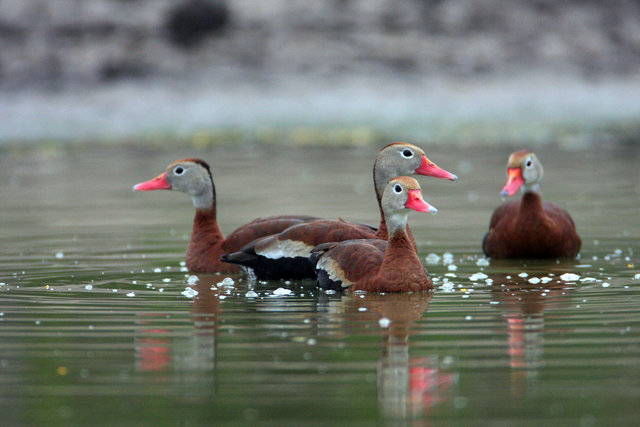 Black-bellied Whistling-Duck, April, southern Texas