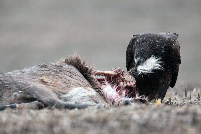 Immature Bald Eagle, Ohio