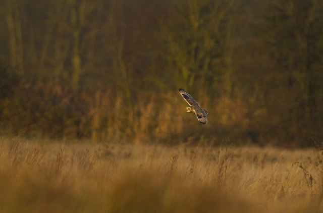 Short-eared Owl
