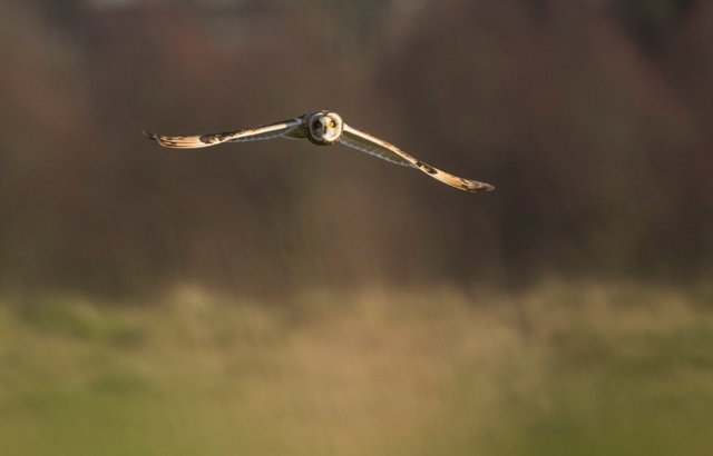 Short-eared Owl