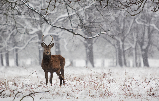 Red Deer Stag