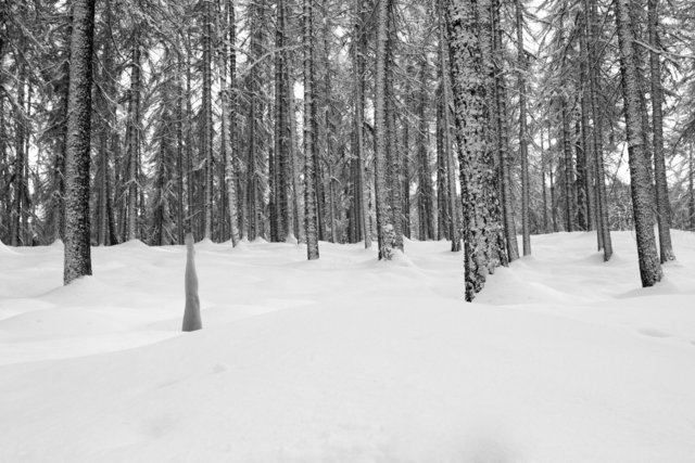 larch