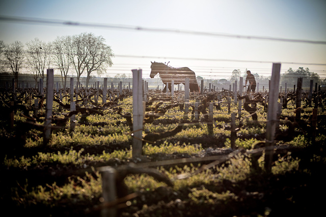 Margaux23 © Laurent Gazal.jpg