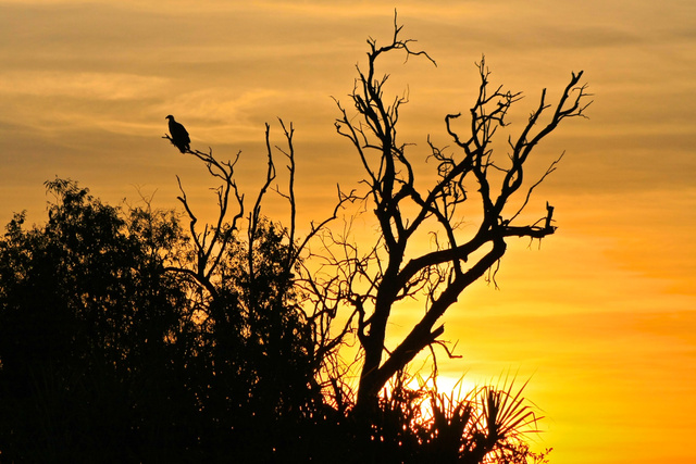 Eagle, tree silhouette, Kakadu