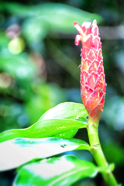 Red Flower