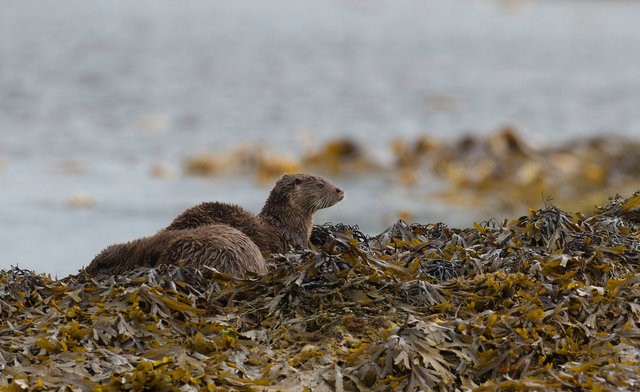 Otters