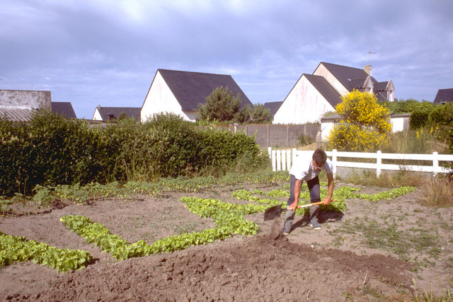 Acroclinium, 1995