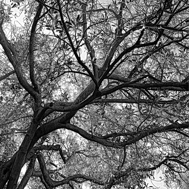 Tree_Upper_right_6x6.jpg