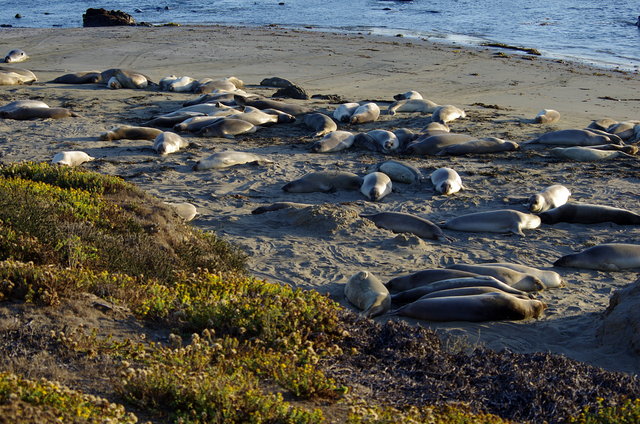 Elephant Seal Colony near San Simeon (3) VB.JPG