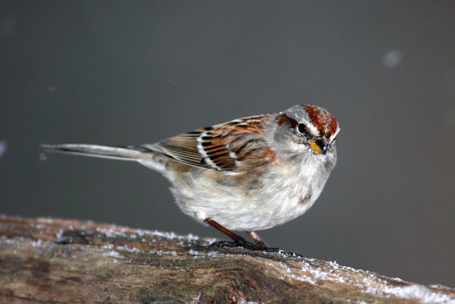 American Tree Sparrow, winter, Ohio
