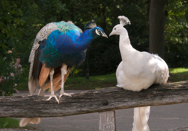 Witte en Blauwe Pauw