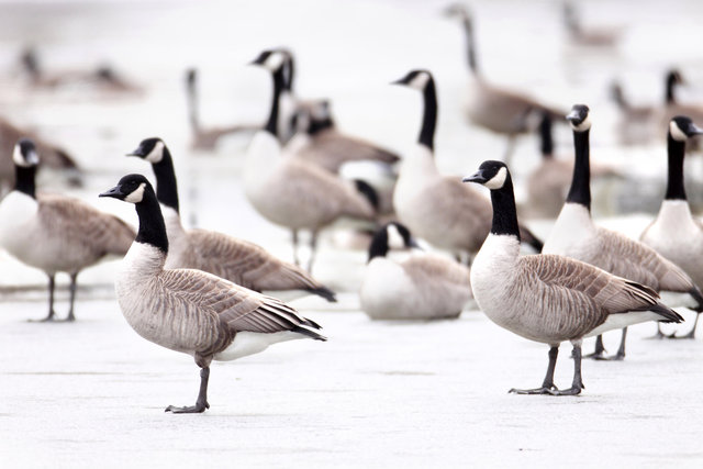 Canada Geese, winter, Ohio